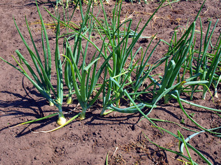 Young onions