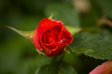 Dew drops close up petals on beautiful bi colored rose 