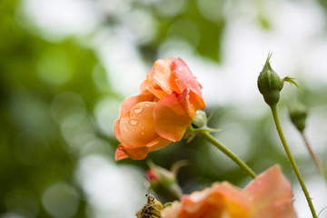 Dew drops close up petals on beautiful bi colored rose 