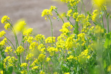 Obraz premium 菜の花のクローズアップ