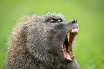 Olive baboon in Kenya East Africa