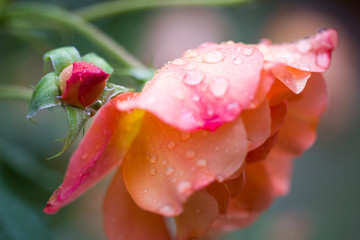 Dew drops close up petals on beautiful bi colored rose 