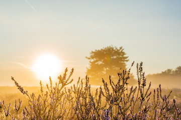 heather at sunrise with mist