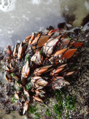 Goose barnacles (Pollicipes elegans) in the intertidal zone on the north Peruvian coast