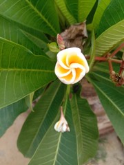 banana tree flower