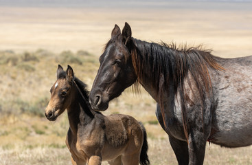 Fototapeta na wymiar Wild Horse Mare and Foal in the Utah Desert