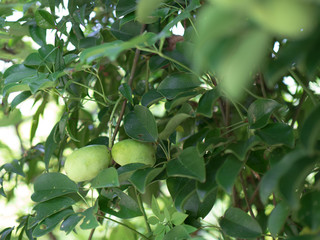 まだ熟していない緑色のムベの実