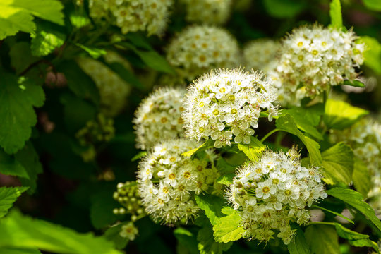 Close-up of white flowers Physocarpus opulifolius Nugget or Ninebark with golden leaves on blurry background. Selective focus. Flower landscape, fresh wallpaper with copy space