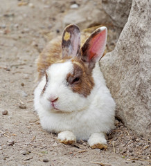 beautiful little rabbit