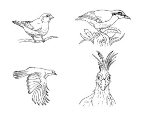 hand-drawn set of birds without background