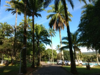Fototapeta na wymiar palm trees in the park