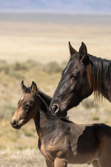 Plakat Wild Horse Mare and Foal in the Utah Desert