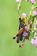 The large swamp grasshopper   Stethophyma grossum on green background