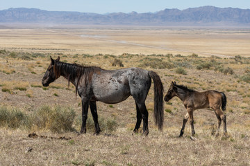 Obraz na płótnie Canvas Wild Horse Mare and Foal in the Utah Desert