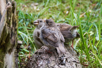 Junge Haussperlinge auf einem Baumstamm	