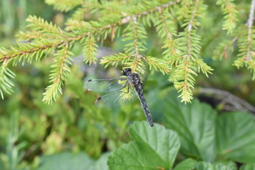 The white-faced darter Leucorrhinia dubia sitting in vegetation