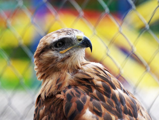 beautiful mountain eagle