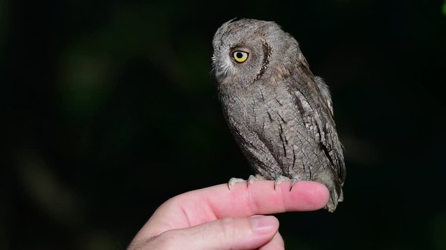 Young European scops owl Otus scops sitting on hand