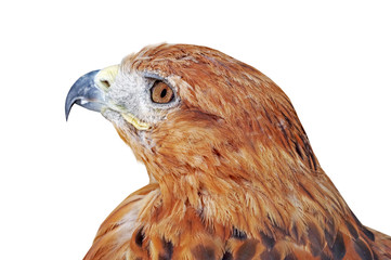 beautiful mountain eagle on white
