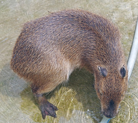biggest mouse Capybara from South America