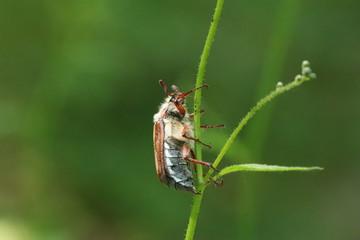 Ein Käfer klettert eine an einer Pflanze entlang