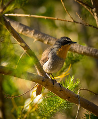 Cape Robin perching in tree
