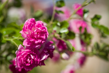Close up of the small pink roses on a branch 