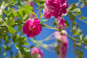 Close up of the small pink roses on a branch and blue sunny sky on background