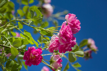 Close up of the small pink roses on a branch and blue sunny sky on background