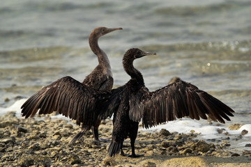 Socotra cormorants drying its wings at Busaiteen coast of Bahrain