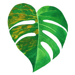 watercolor painting of leaf