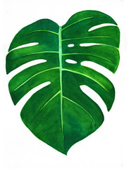 watercolor painting of leaf