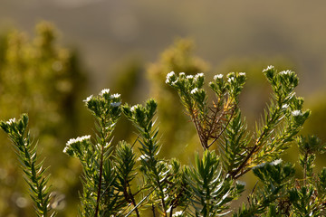 dainty sweet-smelling buchu, the confetti bush