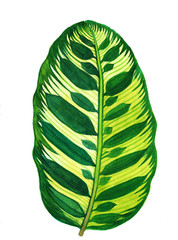 watercolor painting of leaf