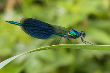 damigella blu