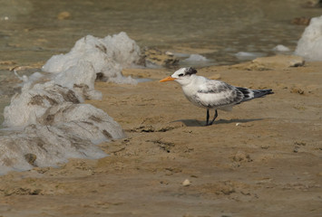 Juvenile Greater Crested Tern at Busaiteen coast, Bahrain