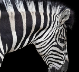 Fototapeta na wymiar Head of a beautiful african zebra on black