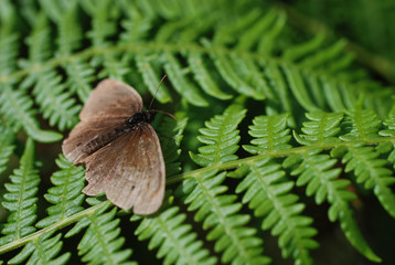 butterfly and fern leaf
