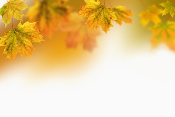Autumn leaves. Yellow maple fall leaves on natural blurred background