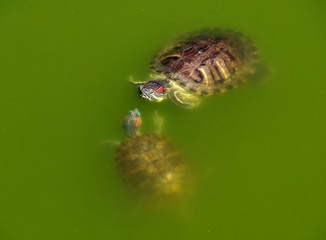 turtle swims in the muddy water of the lake