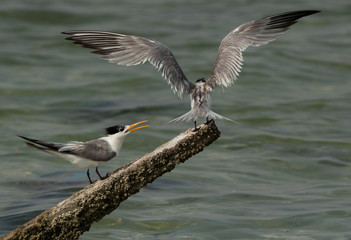 Greater Crested Tern trying to occupy the wooden log at Busaiteen coast, Bahrain