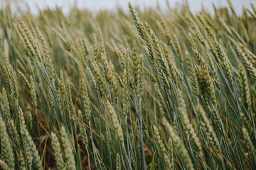 Obraz premium A field of ears of wheat and rye on a background of blue sky. Beautiful landscape