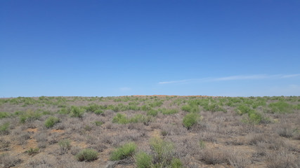 summer blue sky half-desert bushes, nature, arid