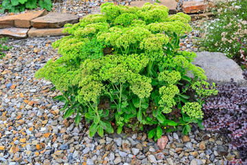 Succulent sedum unblown flower buds in alpine garden