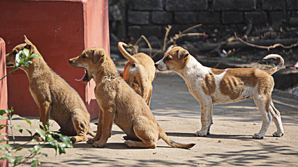 Gathering of puppies in the village side of Kumardihi, West Bengal, India. 