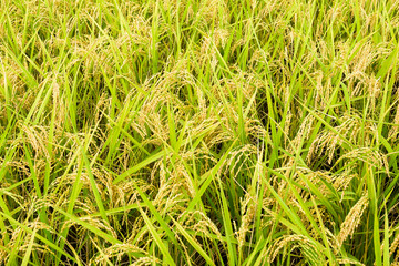 Rice crop close-up with the green background