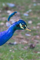 Obraz premium Adult Male Peacock in the grass