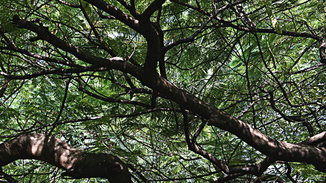 Natural patterns of branches & leaves at Cubbon Park, Bangalore, India. 