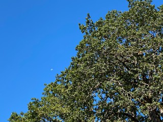 tree and blue sky