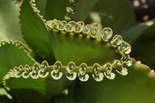 Bryophyllum daigremontianum, or mother of thousands.